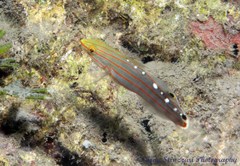 Koumansetta rainfordi