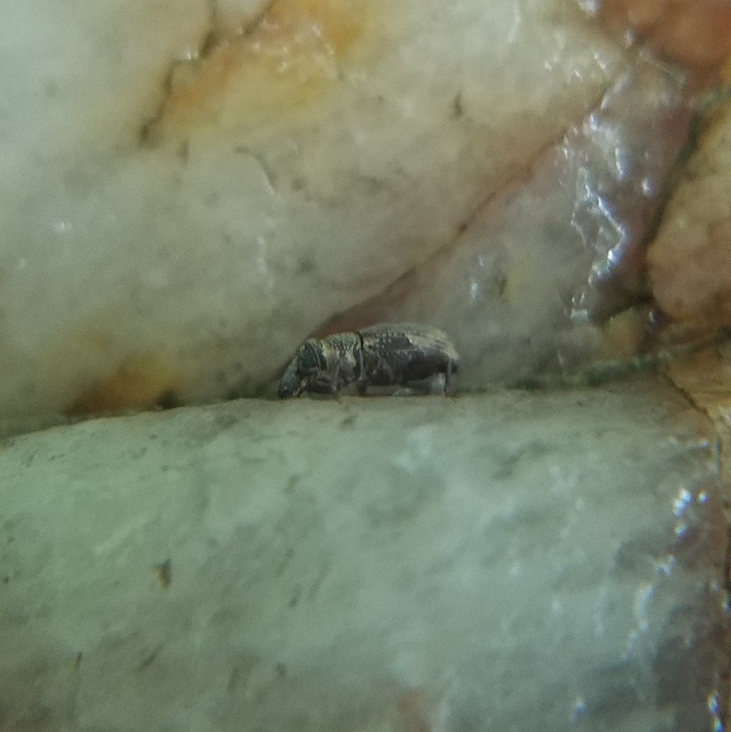 American Billbug Weevil