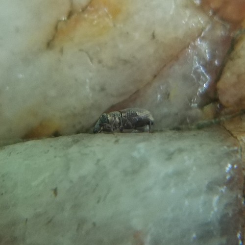 American Billbug Weevil