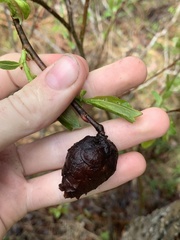 Rabdophaga salicisgnaphalioides