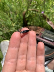 Selatosomus lateralis