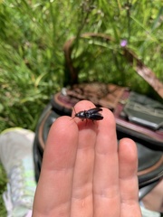 Selatosomus lateralis