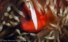 Amphiprion barberi