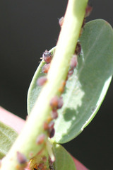 Aphis ceanothi