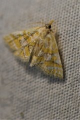Leptosteges flavifascialis