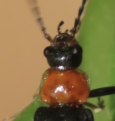Cantharis lecontei