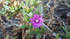 Delosperma versicolor