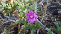 Delosperma versicolor