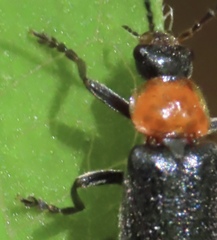 Cantharis lecontei