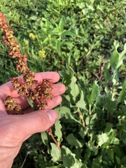 Rumex chrysocarpos