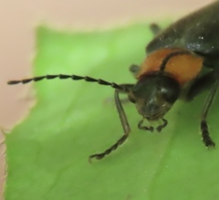 Cantharis lecontei