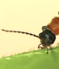Cantharis lecontei