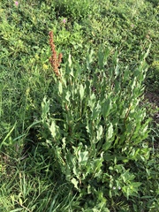 Rumex chrysocarpos
