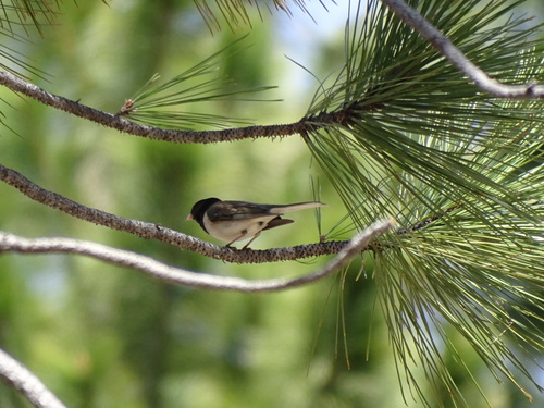 iNaturalist observation photo of Dark-eyed Junco