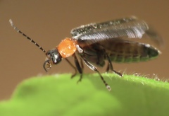 Cantharis lecontei