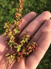 Rumex chrysocarpos
