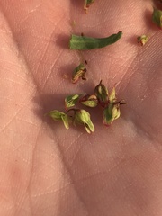 Rumex chrysocarpos