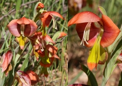 Gladiolus speciosus