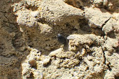 Trogoderma sinistrum