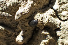 Trogoderma sinistrum