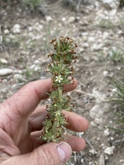 Ipomopsis spicata