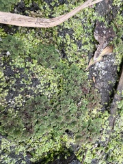 Azolla microphylla