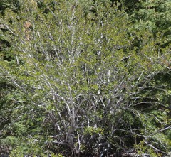 Cercocarpus ledifolius