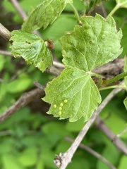 Psychomorpha epimenis