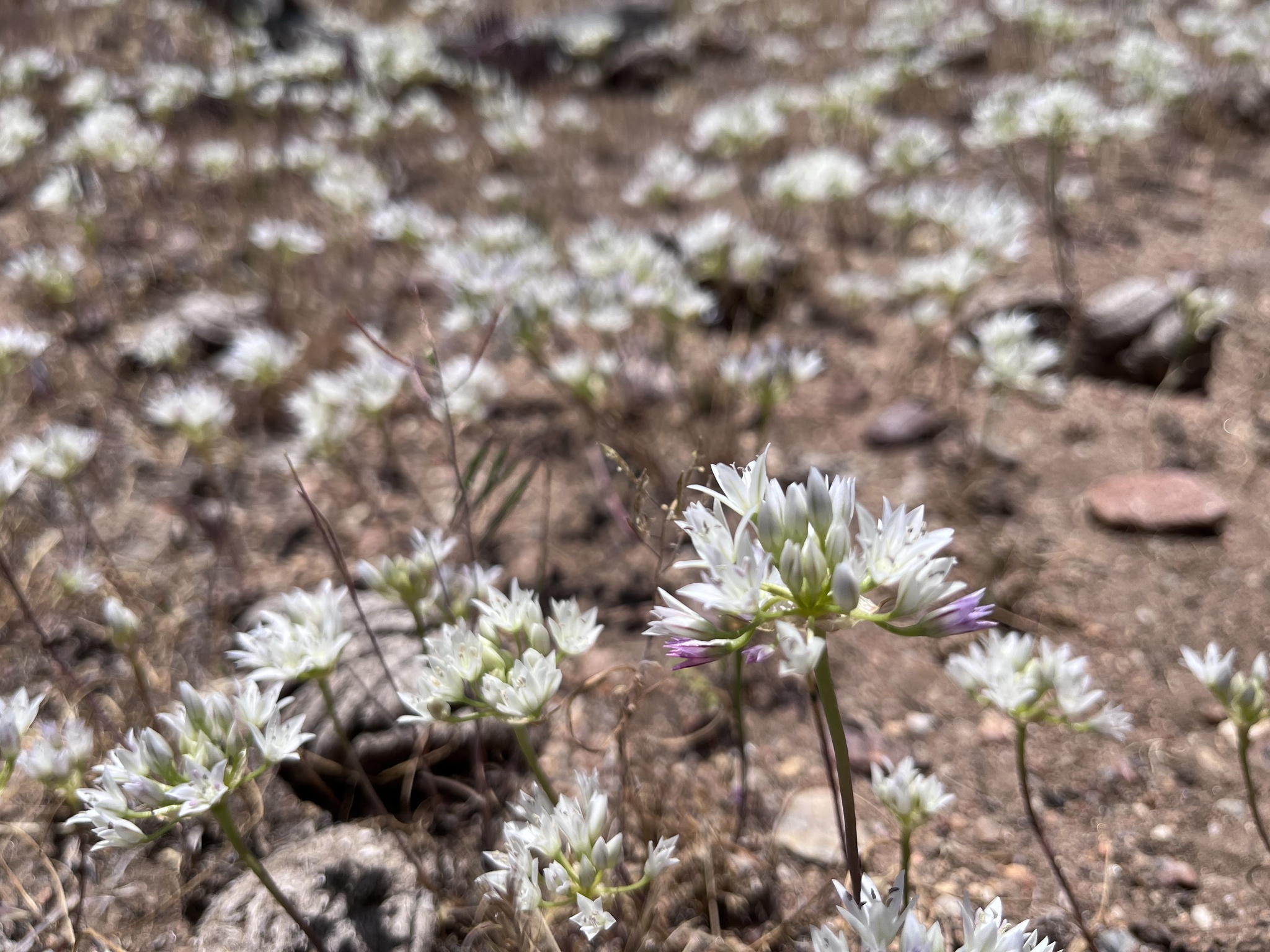 Allium parryi