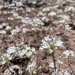 Allium parryi - Photo (c) E. Moore, algunos derechos reservados (CC BY-NC), subido por E. Moore