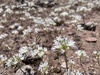Allium parryi - Photo (c) E. Moore, algunos derechos reservados (CC BY-NC), subido por E. Moore