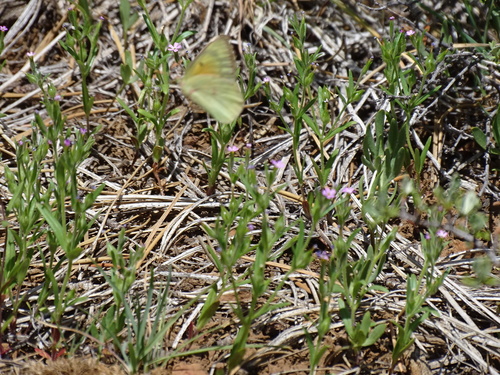 iNaturalist observation photo of Orange Sulphur