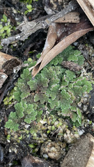 Azolla microphylla