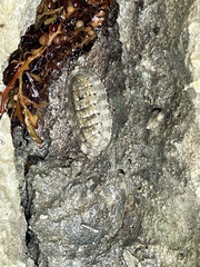 Chiton squamosus