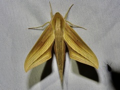 Xylophanes loelia