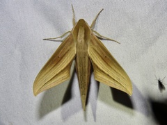 Xylophanes loelia