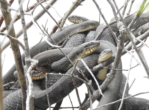 Common Watersnake photographed in Ohio