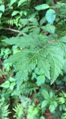 Xanthorhiza simplicissima