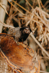 Callithrix penicillata