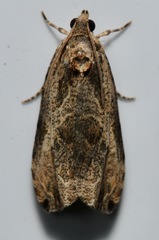 Olethreutes furfuranum