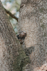 Callithrix penicillata