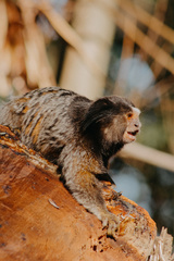 Callithrix penicillata