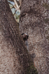 Callithrix penicillata