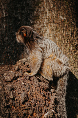 Callithrix penicillata