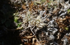 Isolepis basilaris