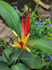 Heliconia