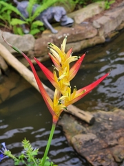 Heliconia