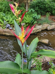 Heliconia