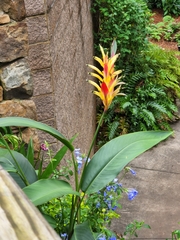 Heliconia