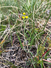 Lomatium simplex